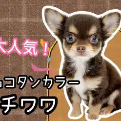 【 チワワロングコート 】コンパクトサイズ！人気No.1のチョコタンチワワ女の子