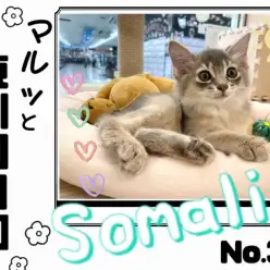 【 マルっと東川口日和No.39 】希少な姿の超美猫ソマリちゃん！