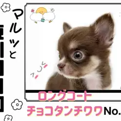 【 マルっと東川口日和No.47 】必見！超人気チョコカラーのチワワちゃんが入店