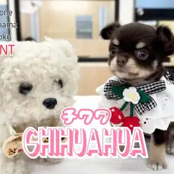 【 チワワ 】綺麗な色合いチョコレートカラーの女の子が降臨！