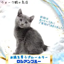 【 ロシアンブルー 】シルクのように滑らかな手触りのロシアンブルー