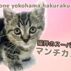 【 マンチカン 】短い足が可愛さと存在感を両立！猫界のスーパーカーに注目