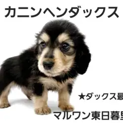 【 カニンヘンダックス 】ダックス最小サイズの男の子は究極の甘えん坊!!