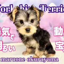 【 ヨーキー 】そばに居るだけで明るく楽しい時間が過ごせちゃうね！