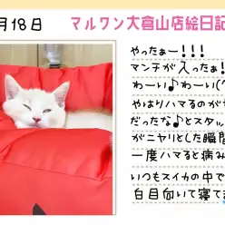 【 マンチカン 】ついに！！その時がやって来た！！世界一可愛いスイカ爆誕！！