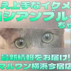 【 ロシアンブルー 】甘え上手なイケメンにゃんこの日課は人間ウォッチング！