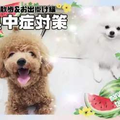 【 お迎え後のポイント熱中症対策後編 】お散歩やお出かけ時間はコレで乗り切ろう！