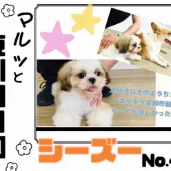 【 マルっと東川口日和No.45 】社交性ばっちり！シーズーちゃんの成長記録！
