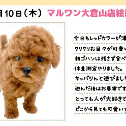 【 トイプードル 】生後3ヶ月で1.0kg!鮮やかレッドのフレンドリーワンコ!