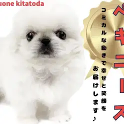 【 ペキニーズ 】犬界のホワイトライオン入店！鼻ぺちゃ顔好きの方必見！