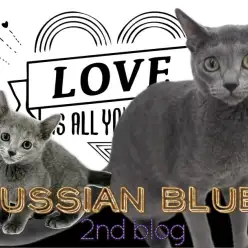 【 ロシアンブルー 】甘えん坊の度が過ぎている絶対的癒しを与えてくれる!