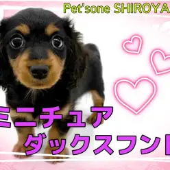 【 ミニチュアダックスフント 】トリマーも絶賛！超美犬のダックス降臨