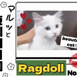 【 マルっと東川口日和日和No.43 】ワンランク上の美貌を持つラグちゃん！