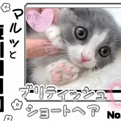 【 マルっと東川口日和No.46 】丸顔猫好きさん必見！癒し度満点のブリちゃん！
