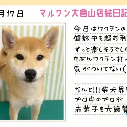 【 柴犬 】健康状態・見た目・性格も超太鼓判のイベントDay!!