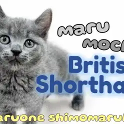 【 ブリティッシュショートヘア 】静かに寄り添うまん丸フェイスの可愛い男の子