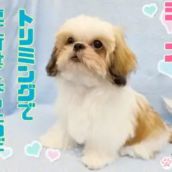 【 シーズー 】トリミングで更に可愛くなっちゃった！！アイドルワンコ！