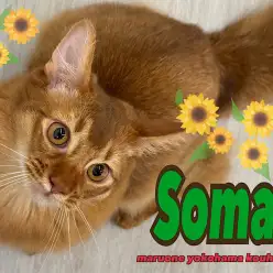 【 ソマリ 】生後6ヶ月の美ボディソマリくんと多頭飼いはじめませんか？