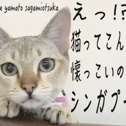 【 シンガプーラ 】クールな見た目のフレンドリー猫ついに触れ合い始めちゃいました