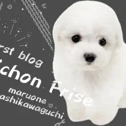 【 ビションフリーゼ 】愛され度注目度No.1!大人気の激かわビションちゃん!