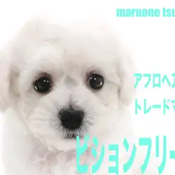 【 ビションフリーゼ 】アフロヘアーがトレードマークのプリンス！