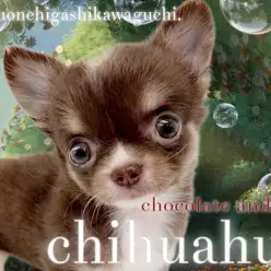 【 チワワ 】小さめDNAを受け継ぐちびっ子チョコタンチワワ！激カワな姿をご紹介