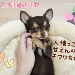 【 ほっこり北通vol.187 】人懐っこくて甘え上手なチョコタンチワワちゃん