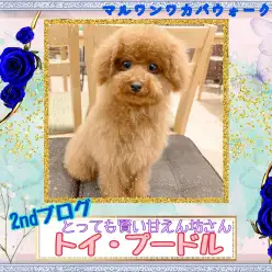 【 トイプードル 】とっても賢く甘えん坊なプーちゃんのセカンドブログ