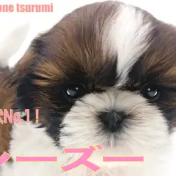 【 シーズー 】愛玩犬のなかでも人気上位！ホワイト＆ゴールドカラーの女の子！