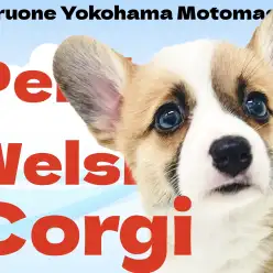 【ウェルシュコーギー】短足わんこな横浜元町のムードメーカー!【ペンブローク】