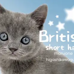 【 ブリティッシュショートヘア 】究極の癒し系キャット！丸顔猫好きさん集合です！