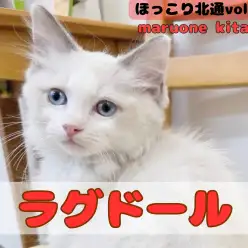 【 ほっこり北通vol.191 】フミフミ大好きな甘えん坊ラグドールが入店！！