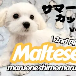 【 マルチーズ 】メリハリ抜群の性格とルックスの魅力が増した男の子の2ndブログ