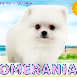 【 ポメラニアン 】たぬき顔の純白ポメラニアンが埼玉県北戸田にやってきた！！