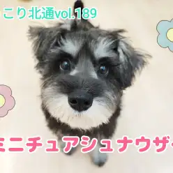 【 ほっこり北通vol.189 】人もわんこも大好きな社交的シュナウザーちゃん