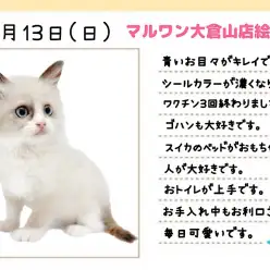 【 ラグドール 】温厚で美しい大型ネコちゃんが好きな方はこの子に決まり!