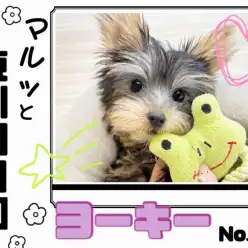 【 マルっと東川口日和No.48 】生後3ヶ月半！お姉さんになったヨーキーちゃん