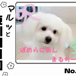 【 マルっと東川口日和No.41 】ケアdayのポメマルちゃんに密着！