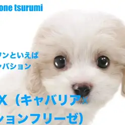 【 MIX 】大人気MIX（キャバション）の男の子！