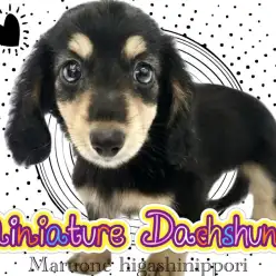 【 ミニチュアダックス 】愛と胴がギュッと詰まった漆黒の正統派イケメン登場!