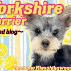 【 ヨークシャーテリア 】2nd!様々なデビューを果たしたヨーキーちゃんに密着!