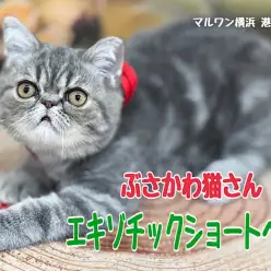 【 エキゾチック 】生後6ヶ月!安定感のあるむっちりボディに成長中