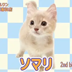 【 ソマリ 】パパがZCCトリプルチャンピオン!フォーンカラーの男の子