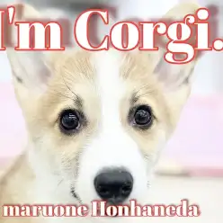 【 コーギー 】鮮やかなレッドホワイト!イケメン確定の短足王子の日常!