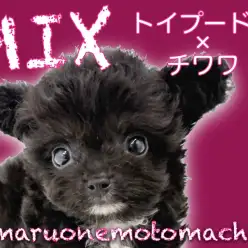【 MIX 】トイプードル×チワワ小さな紳士さま横浜元町店に登場!!