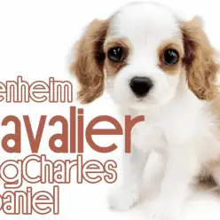 【 キャバリア 】王道ブレンハイムが美しい!穏やかな性格で甘えん坊な女の子!