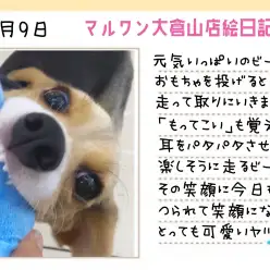 【 ビーグル 】もってこいを覚えたビーちゃん!自信満々なドヤ顔に注目!