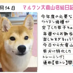 【 柴犬 】柴トレ開始!苦手を少なくするへそ天チャレンジスタート!