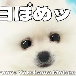 【 ポメラニアン 】愛されフェイスのポメラニアンがやってきた!