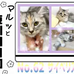 【 マルっと東川口日和No. 62 】わんことも仲良くなれるクール系サイベリアン